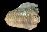 Fossil Calymene Trilobite In Nodule - Morocco #100010-2